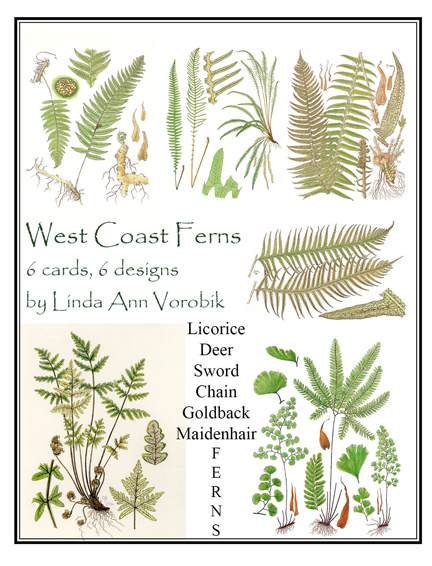 6 fern card pack by vorobik